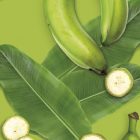 Plátano Verde MONIN OTC Group