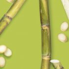 Cane Sugar MONIN OTC Group
