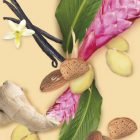 Falernum MONIN OTC Group