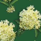 Flor Sauco MONIN OTC Group