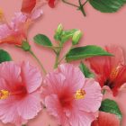 Hibisco MONIN OTC Group