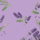 Lavanda MONIN OTC Group
