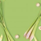 Lemongrass MONIN OTC Group