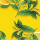 Limón MONIN OTC Group