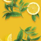Limonada MONIN OTC Group