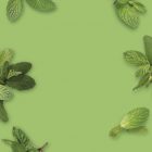 Menta MONIN OTC Group