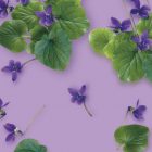 Violeta MONIN OTC Group