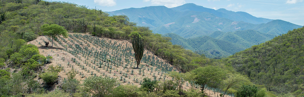 Misterio Oaxaca OTC Group