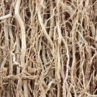 Paragon Vetiver OTC Group